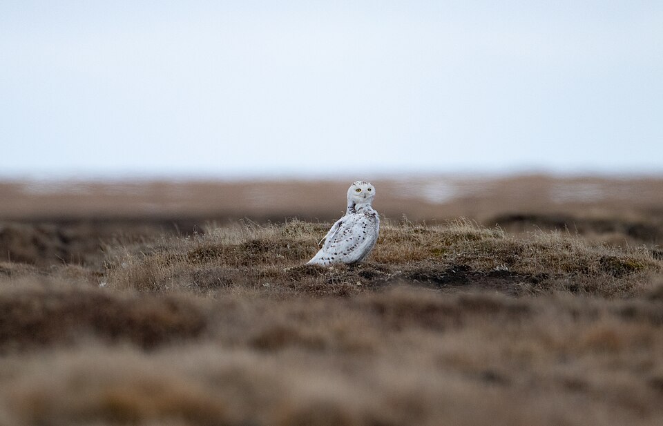 Owl Brennan