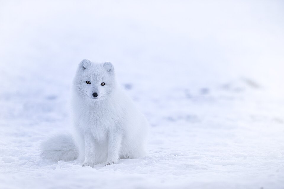 Igloo.Models.HtmlHeading