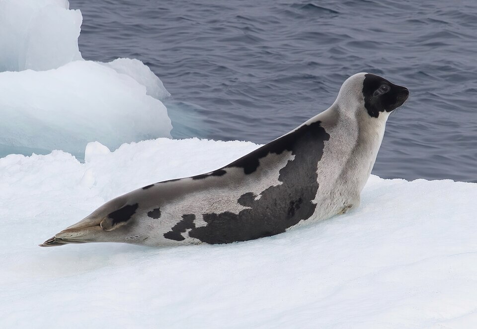 Seal Marsh